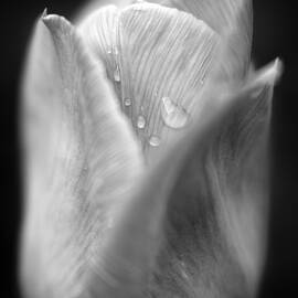 Tulip in Black and White by Tracy Munson