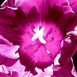 Tulip  Intimacy by VIVA Anderson