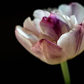 Tulip by Irene Vio