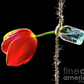 Tulip on a String  by Jennie Breeze