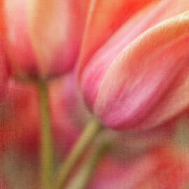 Tulip Sorbet by Jill Love