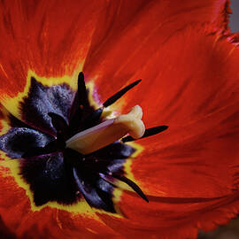 Tulips 234 by Kristy Mack