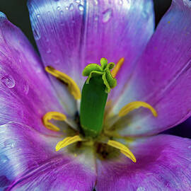 Tulips 248 by Kristy Mack