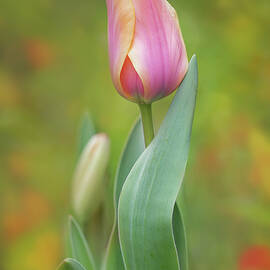 Leaning - Pink Tulips  by Alinna Lee