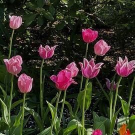 Tulips dressed in pink by Thomas Brewster