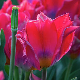 Tulips in Sunlight by Leslie Struxness