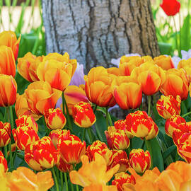 Tulips in the Garden by Tim Reagan