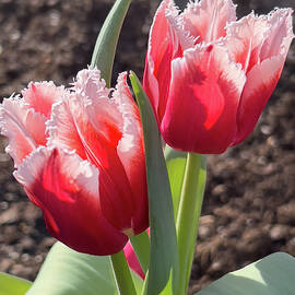 Tulips Red And White  by Patricia Betts