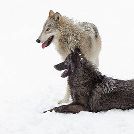 Tundra Wolves by Wes and Dotty Weber