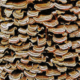 Turkey Tail Abstract by Debbie Oppermann