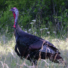 Turkey Trot by Audie Thornburg