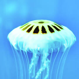 Turquoise Jellyfish by Michelle Medvec