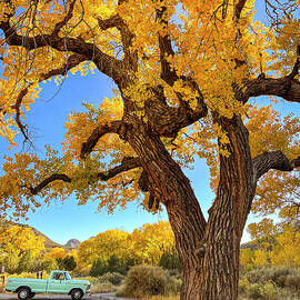 Turquoise Truck and Cottonwood New Mexico by Mary Lee Dereske