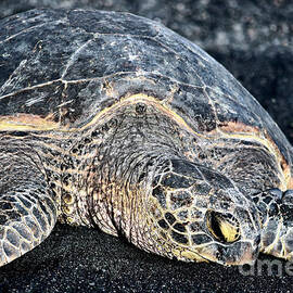 Turtle on Punalu'u Beach by Debra Banks