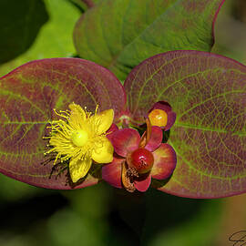 Tutsan St. John's Wort by Joe Fisher
