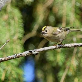 Tweets by Goldcrest