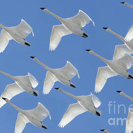 Twelve Swans A' Flying by Bob Christopher