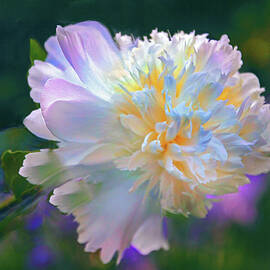 Twilight Peony Splendor by Jessica Jenney