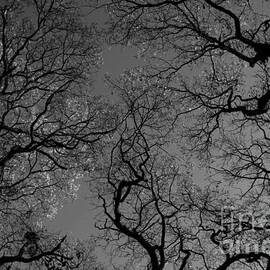 Twisted Autumn oaks 4, monochrome dark edit by Paul Boizot