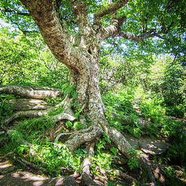 Twisted Birch Tree - Craggy Gardens Trail by Bob Decker