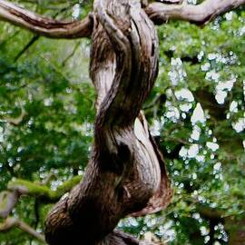 Twisted Oak by Tony Williams