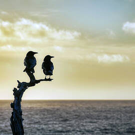 Two Birds at China Cove by Scott Eriksen