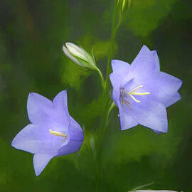 Two Campanulas in Macro by Mike Nellums