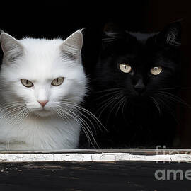 Two cats in black and white