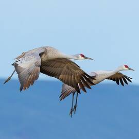 Two Cranes in Flight 2  by Lynn Hopwood