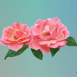 Two Delicate Pink Roses by Susan Savad