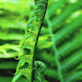 Two Fern leaf green  by Irina Safonova