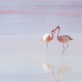 Two Romantic Flamingos by Helen Filatova