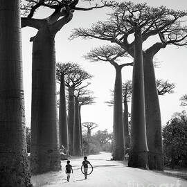 Two friends playing, Avenue of the Baobabs, Morondava, Madagascar by Justin Foulkes