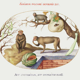 Two Monkeys, Arctopithecus and Fruit  by MotionAge Designs
