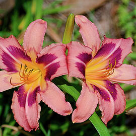 Two Scaramouche Daylilies by Heron And Fox
