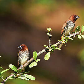 Two Spice Finches by Linda Brody