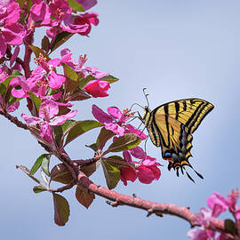 Two Tailed Swallowtail on Crabapple Blossoms by Mary Lee Dereske