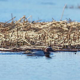 Two thirds blue and a Garganey by Jouko Lehto