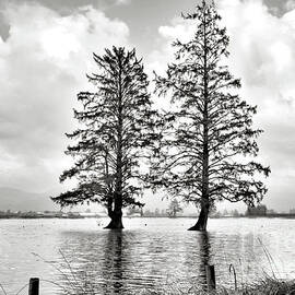 Two Trees Reflections - Black And White by Jack Andreasen