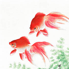 Two veil goldfish by Ohara Koson