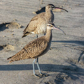 Two Whimbrels on the Beach 10/26 by Bruce Frye