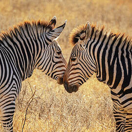 Two Zebras Cropped by Joan Carroll