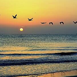 Tybee Pelican Sunset by Steven Livingston