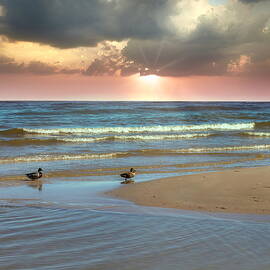 Ducks Under The Pink Rays Of Sun Latvia  by Aleksandrs Drozdovs