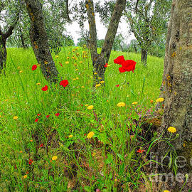 Under Tuscan Olive Trees by Mike Nellums