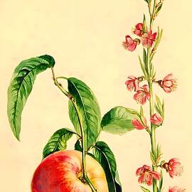 Peach #8  by From Natures Arms