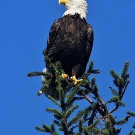 Up on the Tree Top 