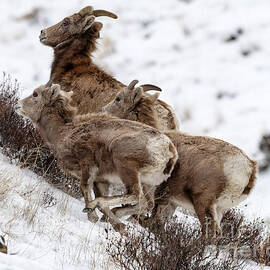 Uphill Climb by Michael Dawson