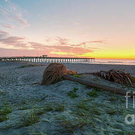 Uprooted Tree at Venice Pier by Caleb McGinn