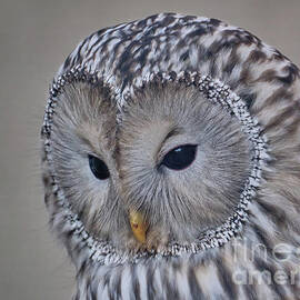 Ural Owl Portrait by Neil Maclachlan